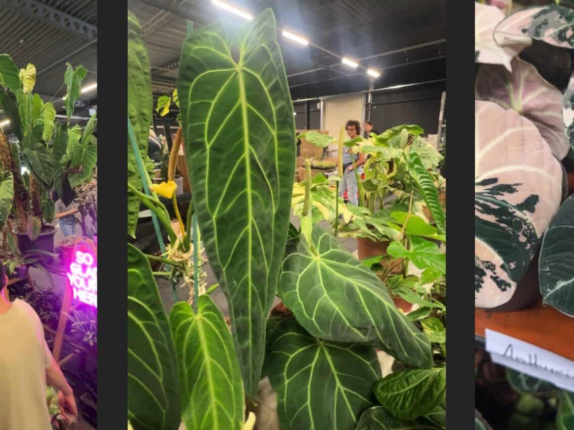 MyBotanika Experiences – Rare Plant Market From an International Visitor’s Perspective