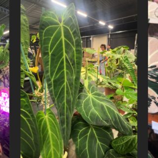 Blog & Plant Shop – Rare House Plants And Black Gardens