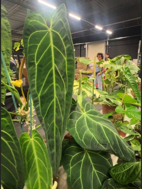 MyBotanika Experiences – Rare Plant Market From an International Visitor’s Perspective