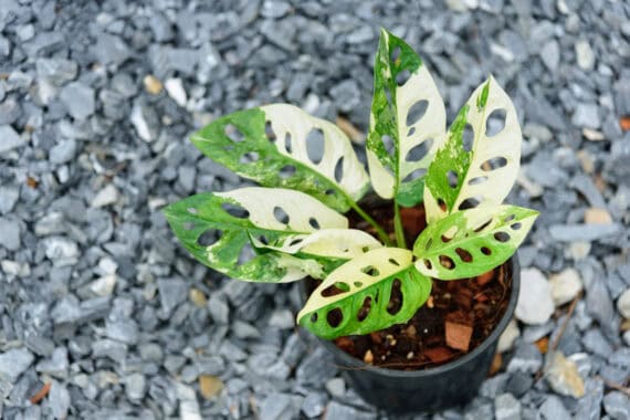 Monstera adansonii Aurea Variegata