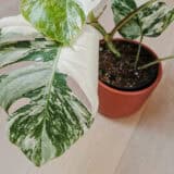 Monstera deliciosa albo variegata