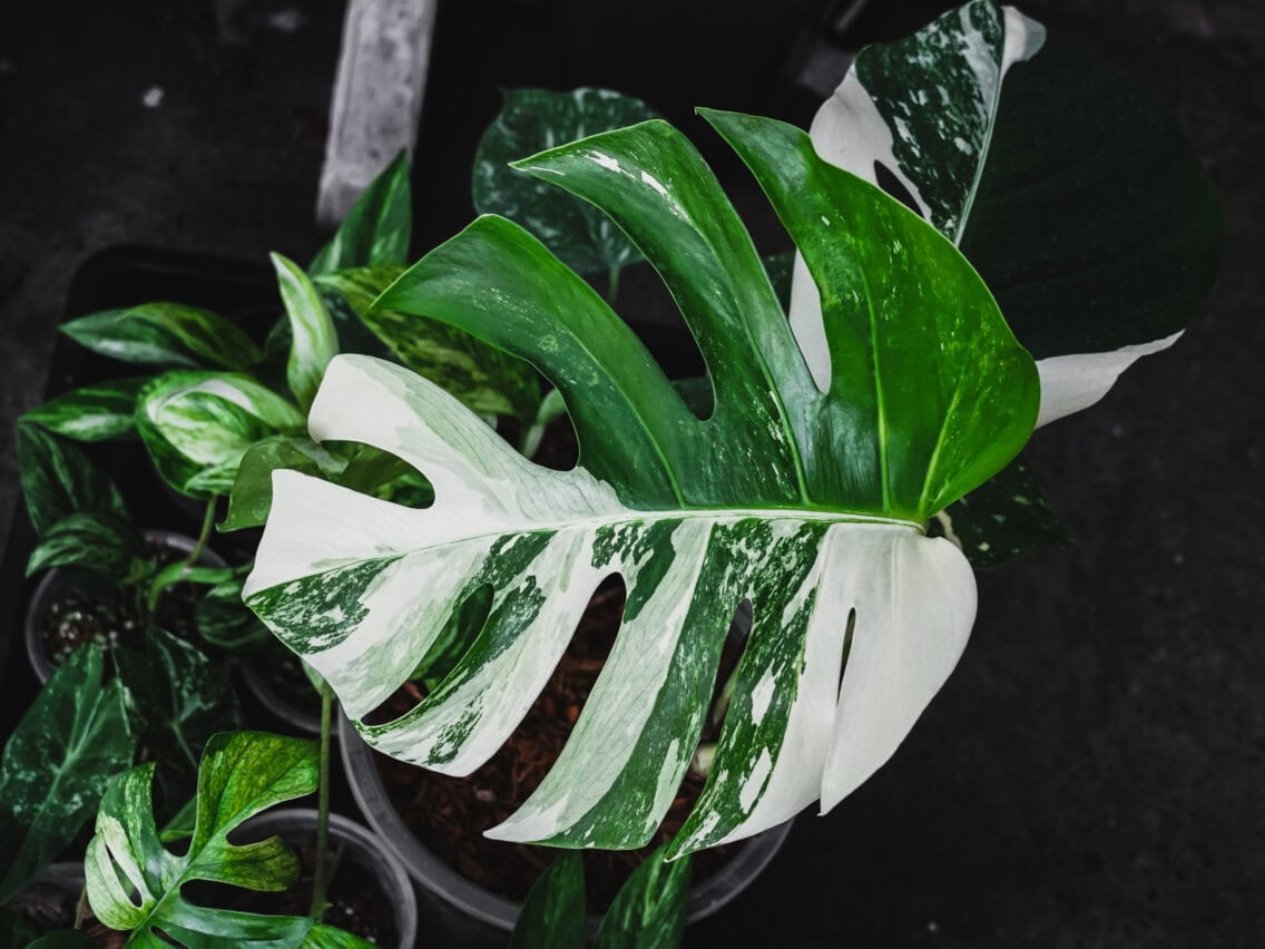 Monstera Variegata vs Monstera Albo Variegata