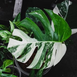 MyBotanika expo kansainvälisen vierailijan näkökulmasta