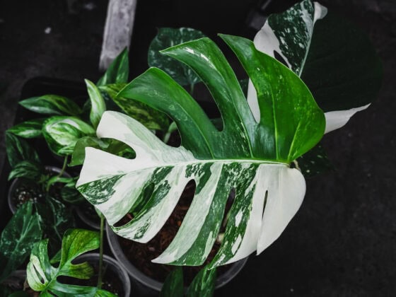 Monstera Variegata vs Monstera Albo Variegata