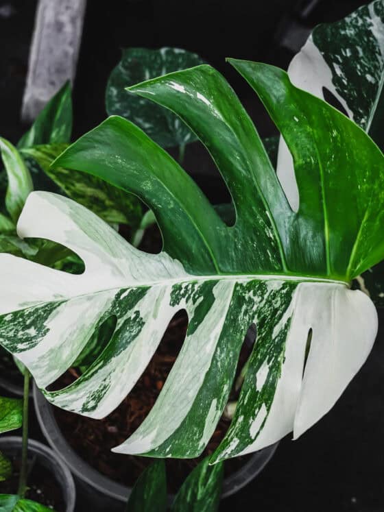 Monstera Variegata vs Monstera Albo Variegata
