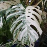 Monstera albo variegata