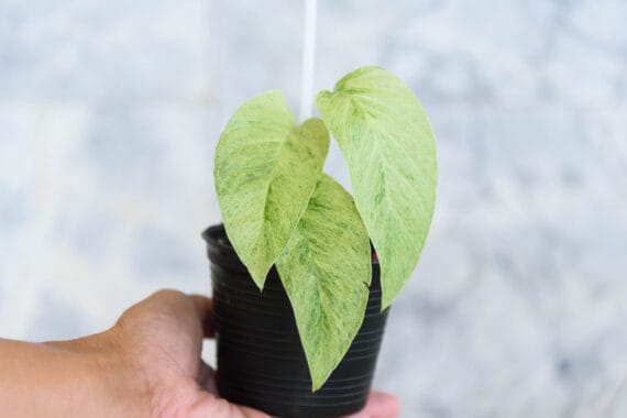 Monstera laniata mint variegated